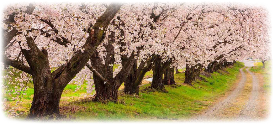 Cherry Blossom Tree.