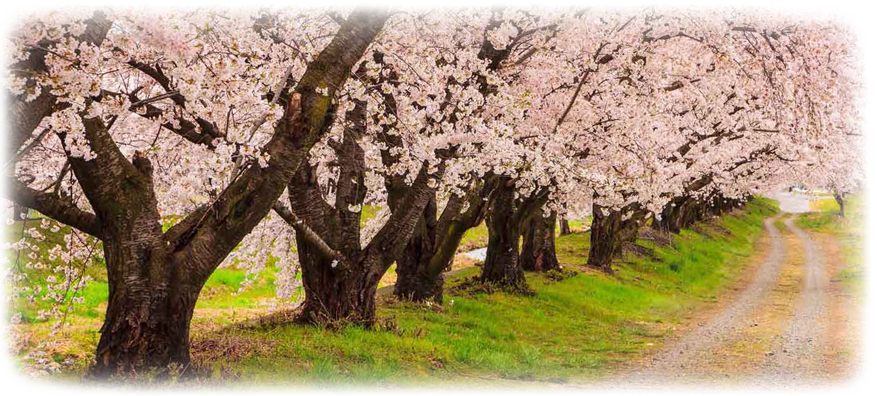 This calming image of a cherry blossom tree represents the path someone takes in life. Julie D. Bruno PsyD. CAP uses a therapeutic style of therapy to mental health therapy. Cherry Blossom Tree.